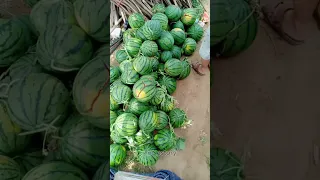 Toothpick Piercing A Smart Hack To Prevent Watermelon Cracking During Rainy Season 
