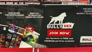 BULLYDEX COM THE NEWEST PEDIGREE DATA BASE AND MARKET PLACE FOR AMERICAN BULLIES