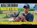 Download Lagu PANTAU TES DAN LANGSUNG GEBER SENDIRI MERPATI BELI DI UMBARAN