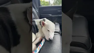 Getting an overlooked puppy out of the shelter!