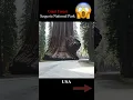 Download Lagu The largest forest of giant trees in the world...