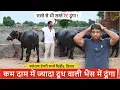 Download Lagu सस्ते से भी सस्ते दाम में ज्यादा दूध वाली भैंस में दूंगा || SHEORAN DAIRY FARM, CHIROD