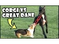 CORGI vs GREAT DANE Short Vs Tall Dogs