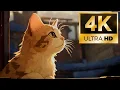 Live Wallpaper 4K Cat Watching Rain Cozy Anime Rain Aesthetic