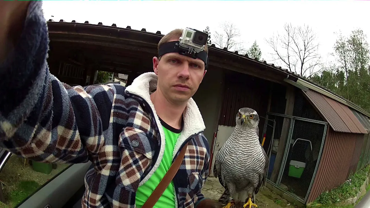 Goshawk vs Crows 8
