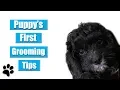 Puppy s First Grooming Tips