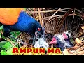 Kasihan!! Kemarahan induk bubut memuncak ketika anak gak pake kenyang