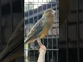Download Lagu baby animal videos | bird sound #birds #animals #canary #funnyanimals