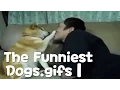 The World Funniest Dogs gifs Competition 1 gifstube