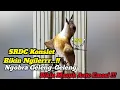 Download Lagu Sikatan Rimba Dada Coklat| SRDC Gacor durasi panjang, pancingan burung macet | Ngobra seperti kacer
