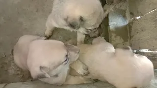 suara anak anak anjing menggonggong