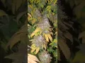 Bruce Banner - strawberry diesel x og kush