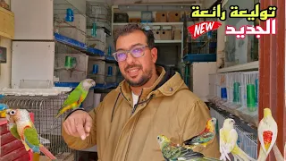 الجديد عشاق الكروبيون الفيشر والروز زيارة عند حمدي تعرف على أتمنة مختلف أنواع الطيور فرجة ممتعة 