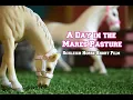 A Day in the Mare s Pasture - Schleich Horse Short Film