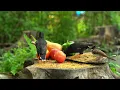 Rain Falls While Birds Sing | Relaxing Piano You Can't Stop Listening To ☕