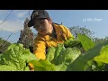 Lagu Single mother harvesting vegetables to sell.