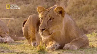 حيوانات أفريقيا المفترسة اسود افريقيا ناشونال جيوغرافيك أبوظبي 