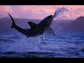 Bonobo - The Shark