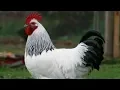 Light Sussex Chickens Attractive Dual Purpose Foragers