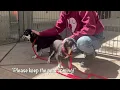 Urgent rescue needed for 3 cute Dachshund-Corgi mix 3 years old
