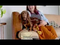 What should I feed my Dachshund