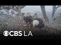 Thousands sign petition to stop Big Bear fireworks show for bald eagle family s safety