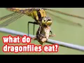 What Do Dragonflies Eat Discover Their Carnivorous Diet and Hunting Skills