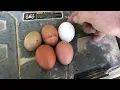 Black copper maran is my number 1 chicken breed Here is why