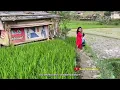 Download Lagu Layaknya Lukisan Sawah Di Pedesaan Ini | Di Tunjukin Ke Kampung Indah \u0026 Sejuk | Cihurip, Garut
