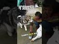 Download Lagu De hond wil niet dat zijn gansenvriend wordt geslacht! 🥺