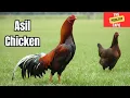 Asil Fowl Asil Rooster Asian Rooster