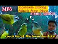 Download Lagu Masteran Burung Cikrak Daun Pines GACOR Suara Merdu