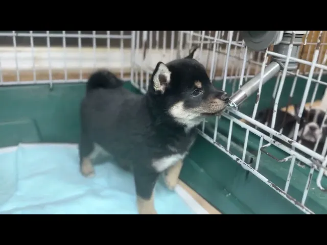 動画
