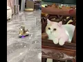 Download Lagu #munchkinfold #cat #catvideos #pets #matercat #meow #munchkin #cute #cutecat #funny