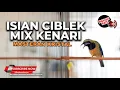 Lagu 🔴MASTERAN ISIAN CIBLEK MIX KENARI MATERI CUCAK CUNGKOK GACOR FULL ISIAN