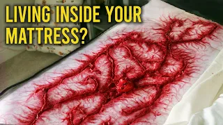 Weird Alien Creatures Living In Your Home You Didn't Know About