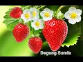 Download Lagu DEGUNG SUNDA PALING MENYENTUH VOL 4 JURU KAWIH \