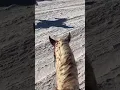 Download Lagu Horseback trail ride at White Sands, New Mexico #horses #traininghorses #trailride