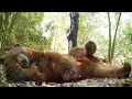 Wilford The Bear Makes A Bed And Takes A Nap In The Angeles National Forest