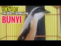 Download Lagu toet toet suara cendet gacor Di PAGI HARI sangat efektif buat Pancingan cendet diam agar cpt bunyi