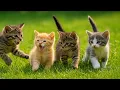 Download Lagu Beautiful Kittens Playing Outside – Funny Cat Sounds \u0026 Adorable Cat Videos 🌿🐾