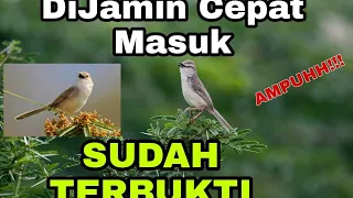 Download MASTERAN SUARA BURUNG CIBLEK GUNUNG DENGAN JEDA \u0026Gemericik air mengalir MP3