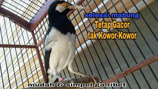 Download PERAWATAN JALAK SUREN PASCA MABUNG AGAR GACOR LAGI MP3