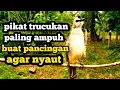 pikat trucukan paling ampuh Memanggil lawan cocok buat suara pancingan agar nyaut gacor