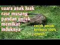 suara pikat luwak musang pandan dan rase