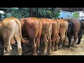 Download Lagu 14.500 !! Ajorr Bakule Pusing Sepi Pembeli !! Full Bakalan Umur 1 Tahun UP !! Pasar Sapi Tuban 