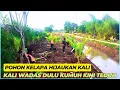 Download Lagu POHON KELAPA HIBRIDA‼️Bikin KALI WADAS Sekarang Makin Hijau \u0026 Rapi  MP3