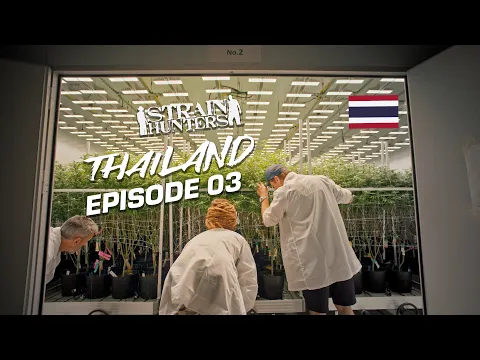 Download MP3 Strain Hunters: Thailand Expedition Episode 03