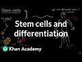 Stem cells and differentiation From cells to organisms High school biology Khan Academy