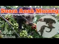 Lagu Suara  Anakan Musang
